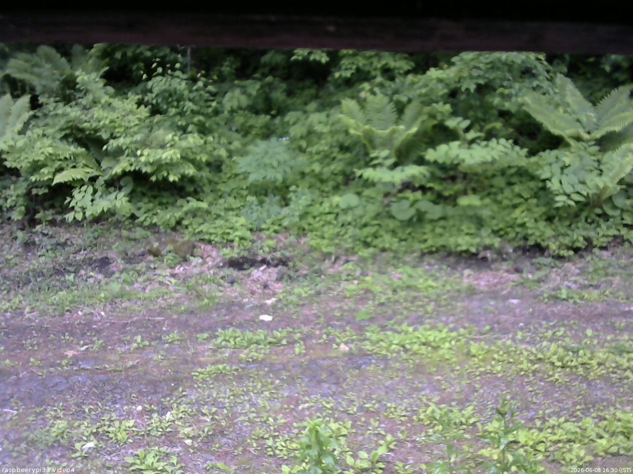 長野県菅平高原 ゆたか山荘 東側(坂下) 2026/06/08 16:30