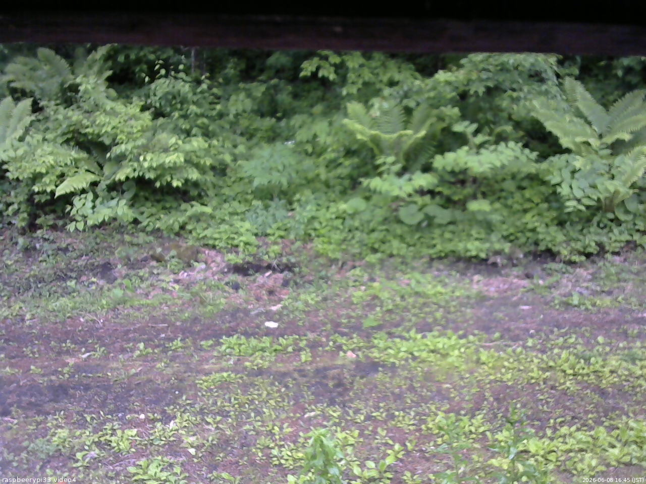 長野県菅平高原 ゆたか山荘 東側(坂下) 2026/06/08 16:45