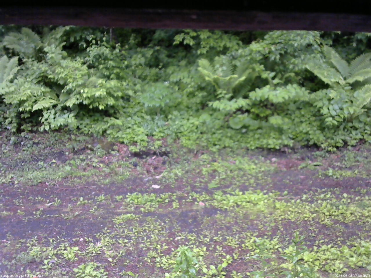 長野県菅平高原 ゆたか山荘 東側(坂下) 2026/06/08 17:30
