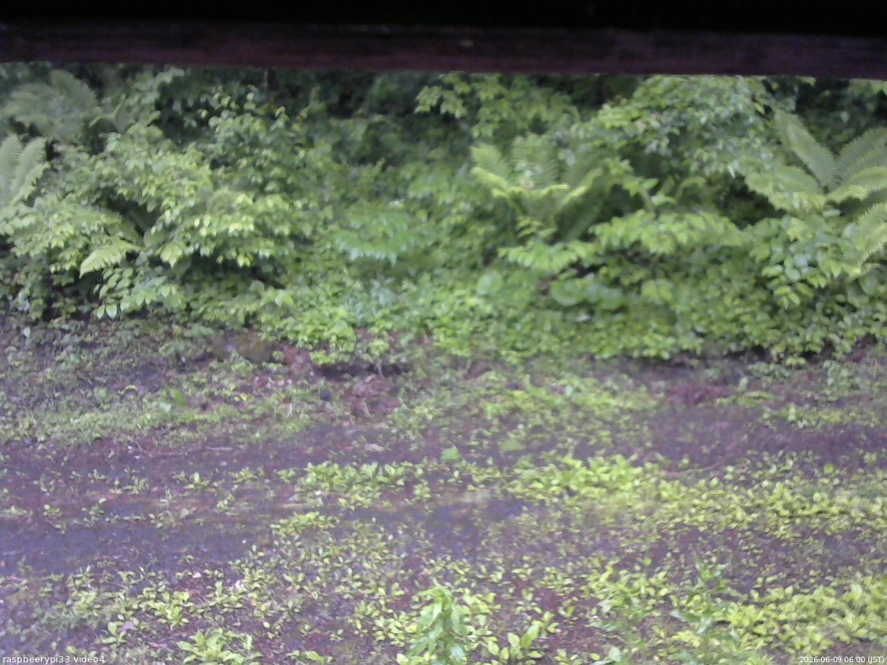 長野県菅平高原 ゆたか山荘 東側(坂下) 2026/06/09 06:00