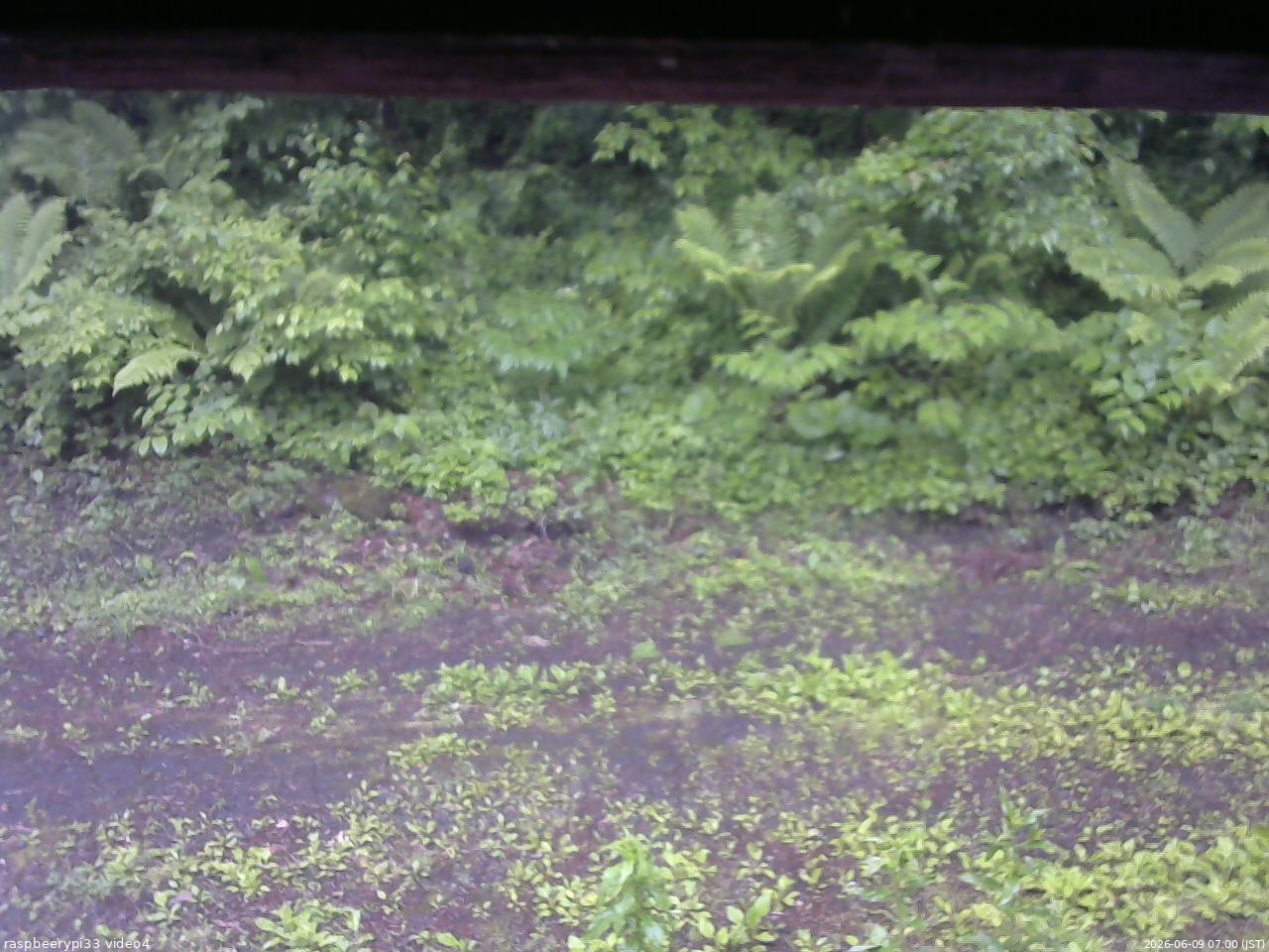 長野県菅平高原 ゆたか山荘 東側(坂下) 2026/06/09 07:00