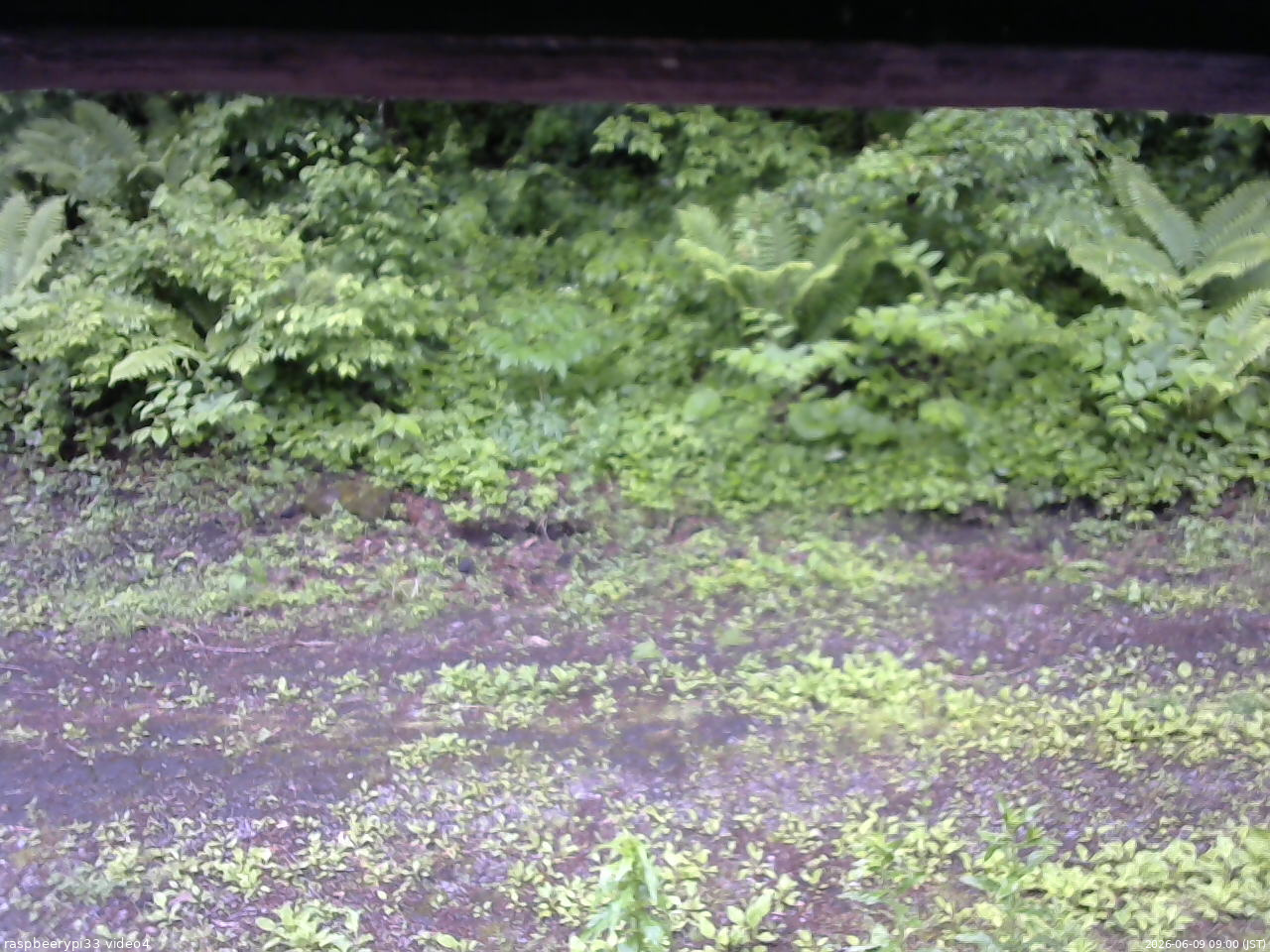 長野県菅平高原 ゆたか山荘 東側(坂下) 2026/06/09 09:00