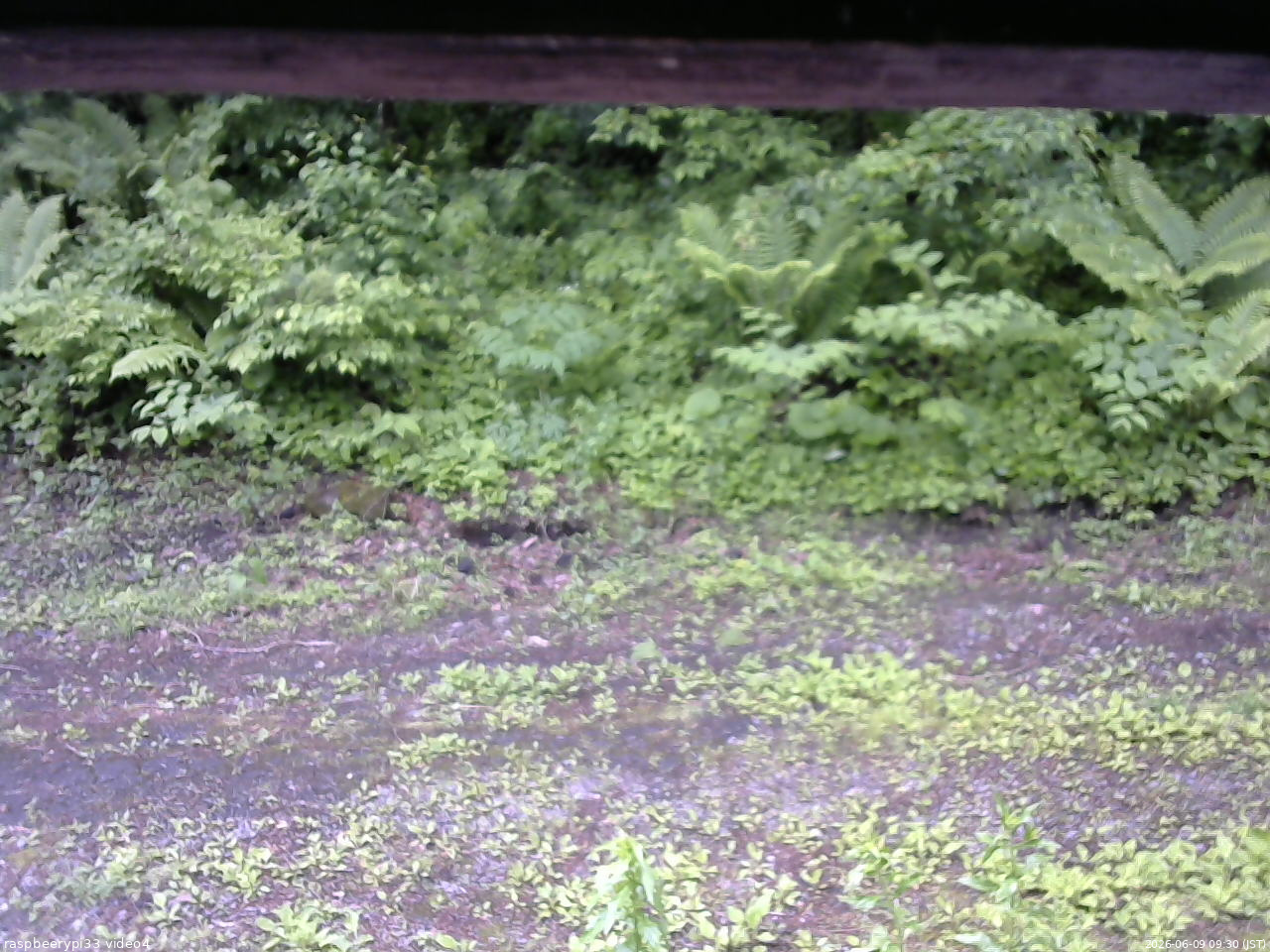 長野県菅平高原 ゆたか山荘 東側(坂下) 2026/06/09 09:30