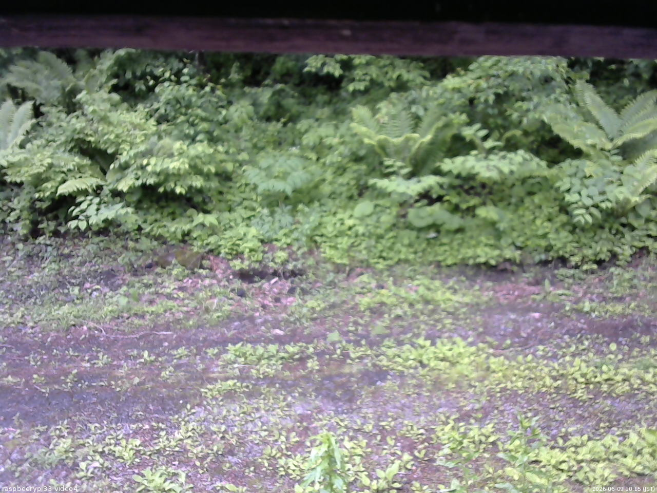 長野県菅平高原 ゆたか山荘 東側(坂下) 2026/06/09 10:15