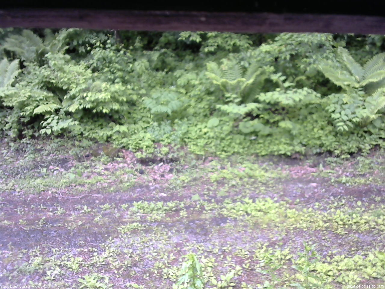 長野県菅平高原 ゆたか山荘 東側(坂下) 2026/06/09 11:00