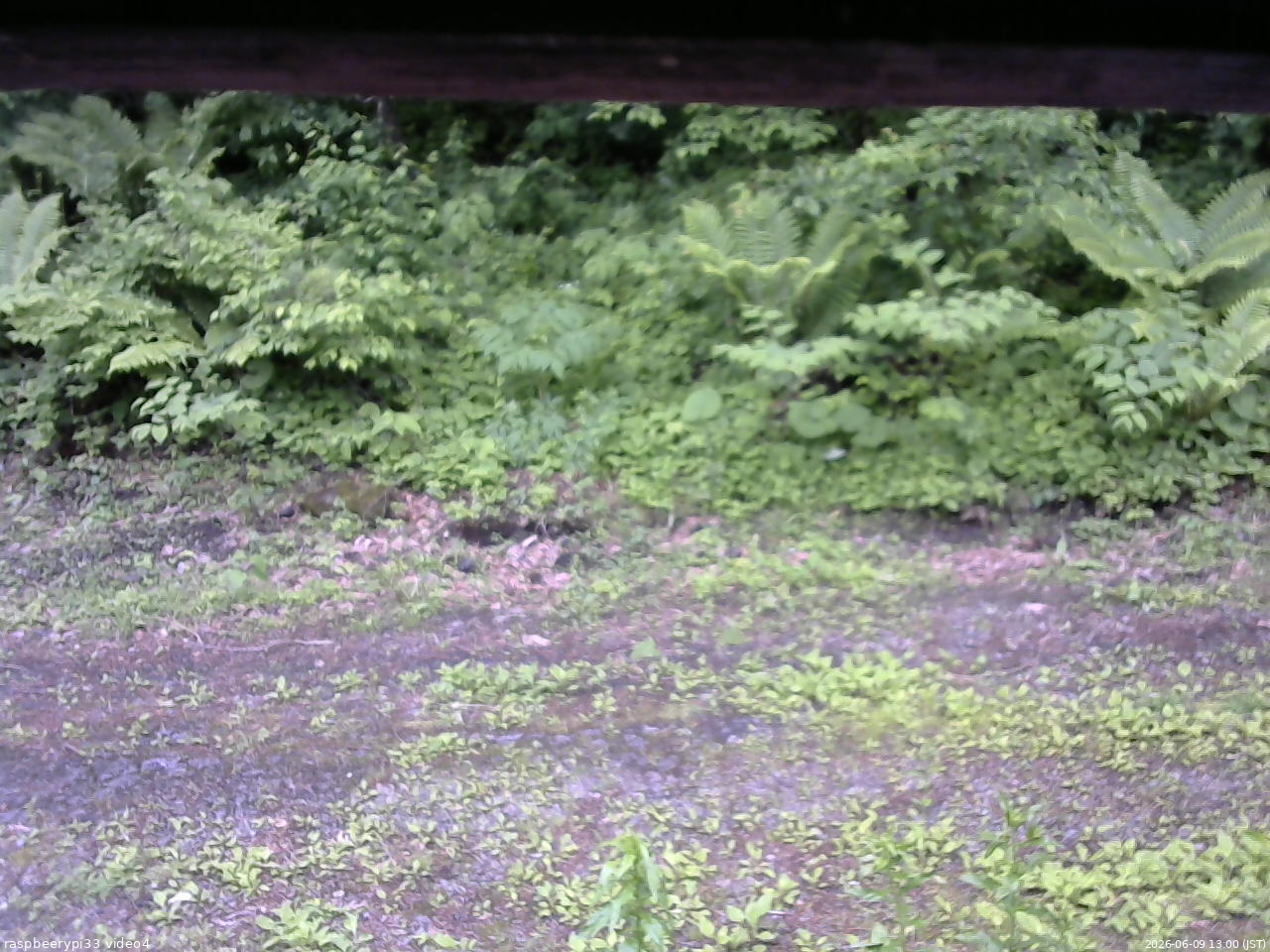 長野県菅平高原 ゆたか山荘 東側(坂下) 2026/06/09 13:00