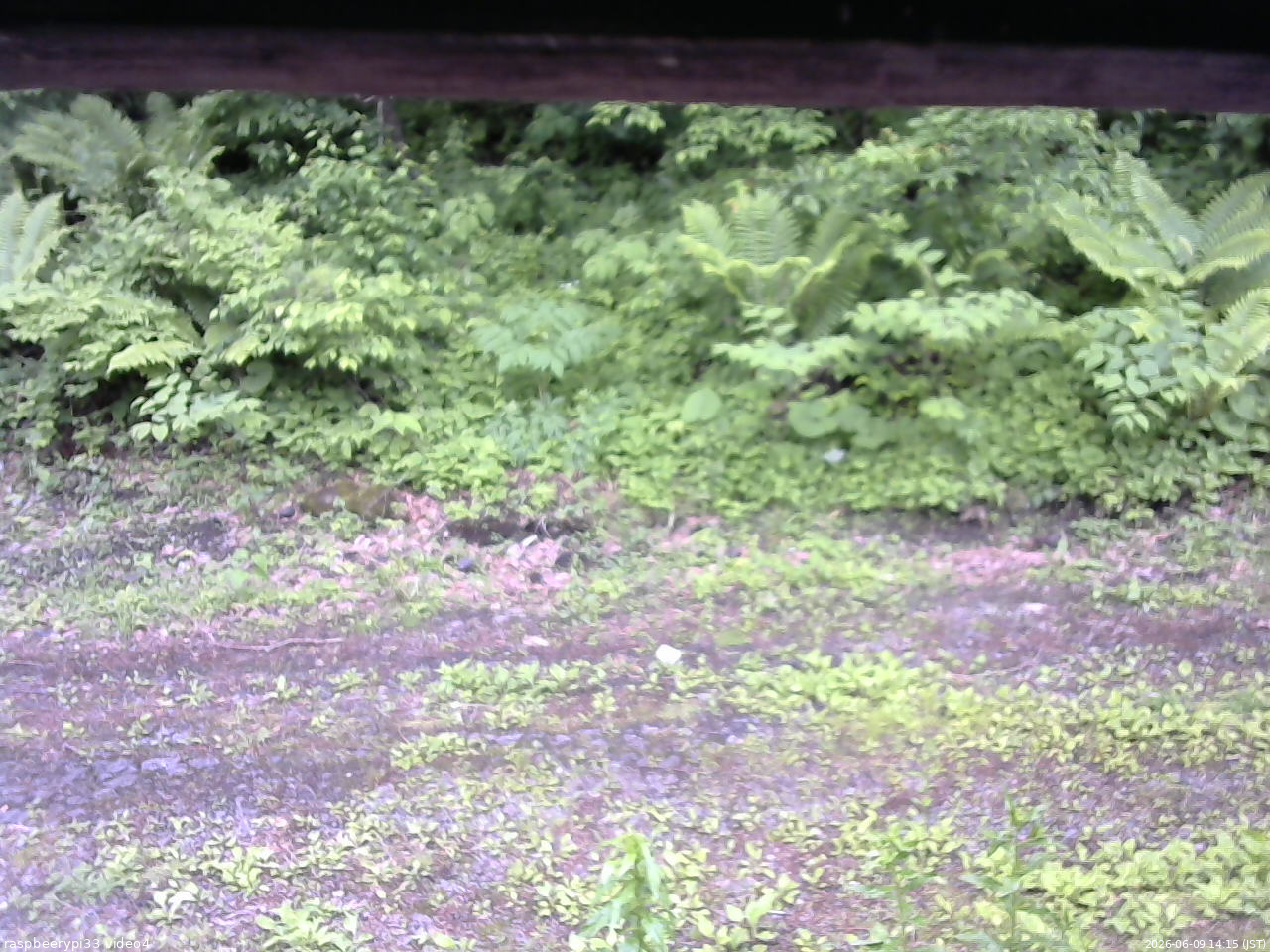 長野県菅平高原 ゆたか山荘 東側(坂下) 2026/06/09 14:15