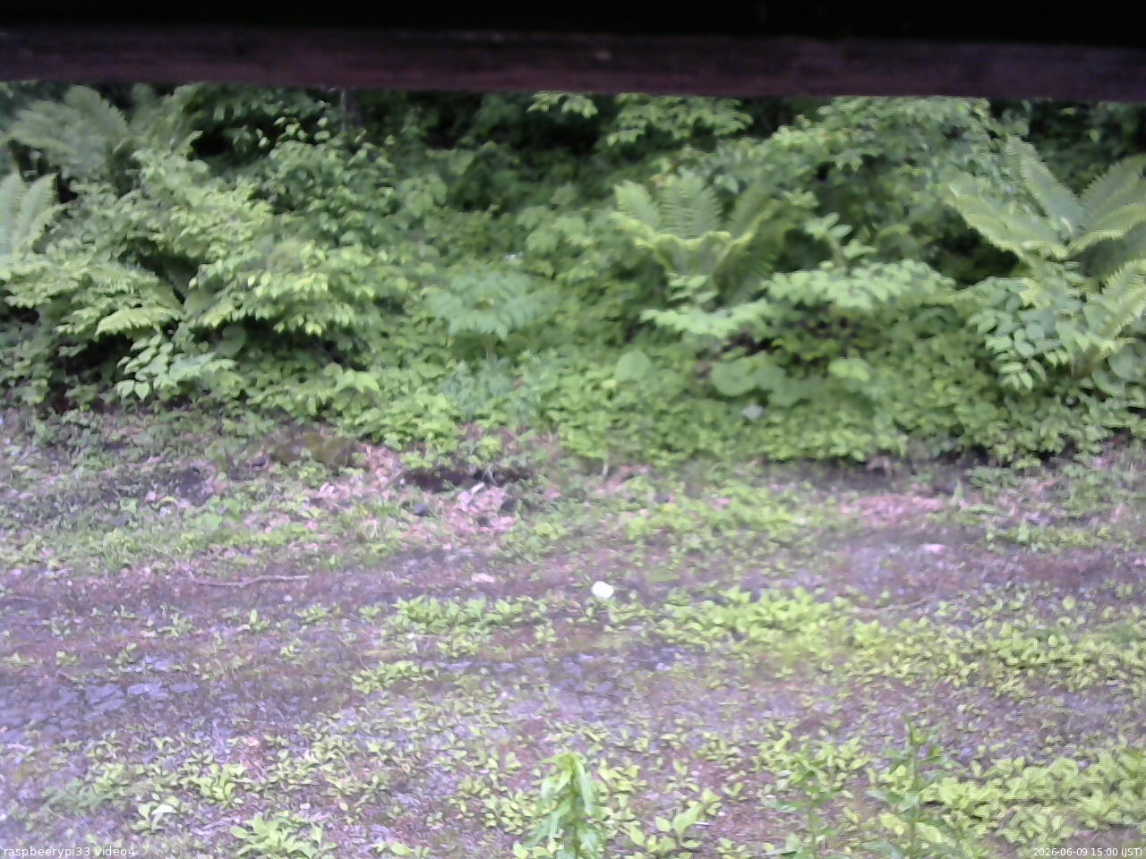 長野県菅平高原 ゆたか山荘 東側(坂下) 2026/06/09 15:00