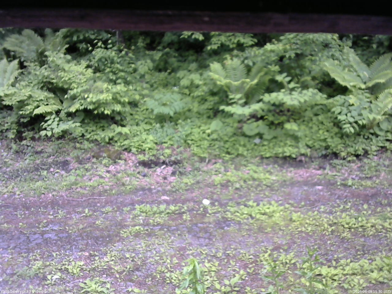 長野県菅平高原 ゆたか山荘 東側(坂下) 2026/06/09 15:30