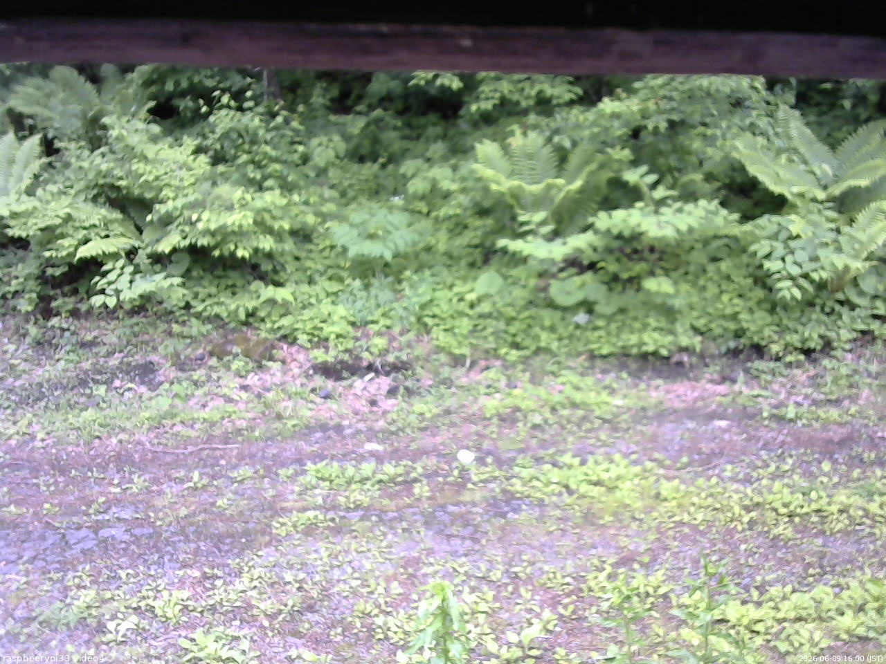 長野県菅平高原 ゆたか山荘 東側(坂下) 2026/06/09 16:00