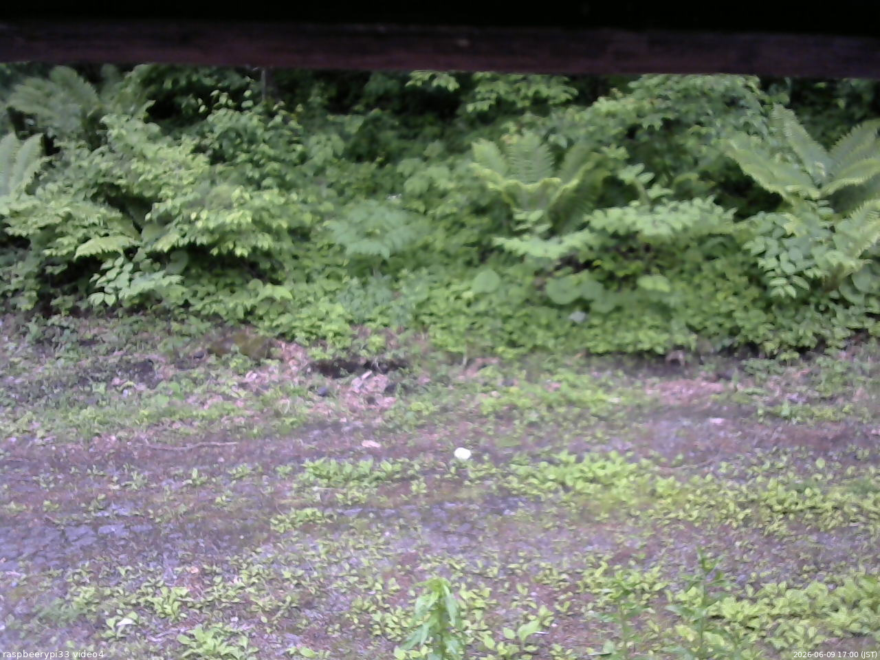 長野県菅平高原 ゆたか山荘 東側(坂下) 2026/06/09 17:00
