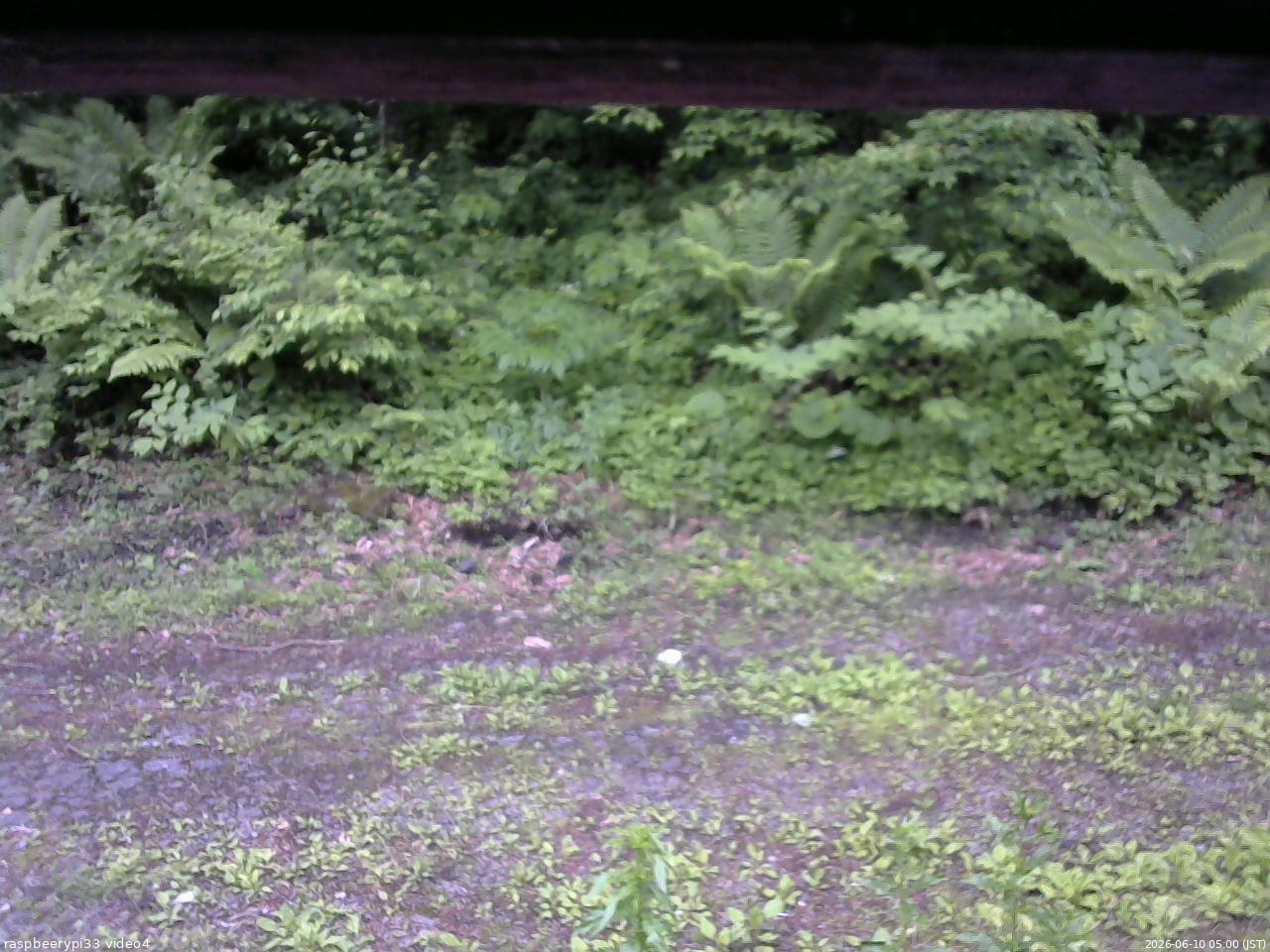 長野県菅平高原 ゆたか山荘 東側(坂下) 2026/06/10 05:00