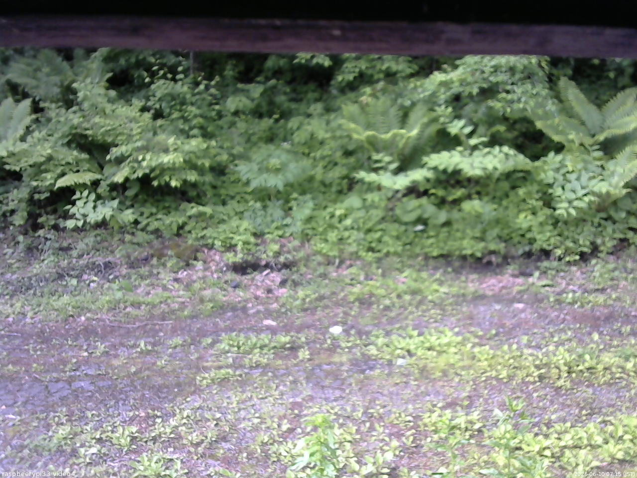 長野県菅平高原 ゆたか山荘 東側(坂下) 2026/06/10 07:15