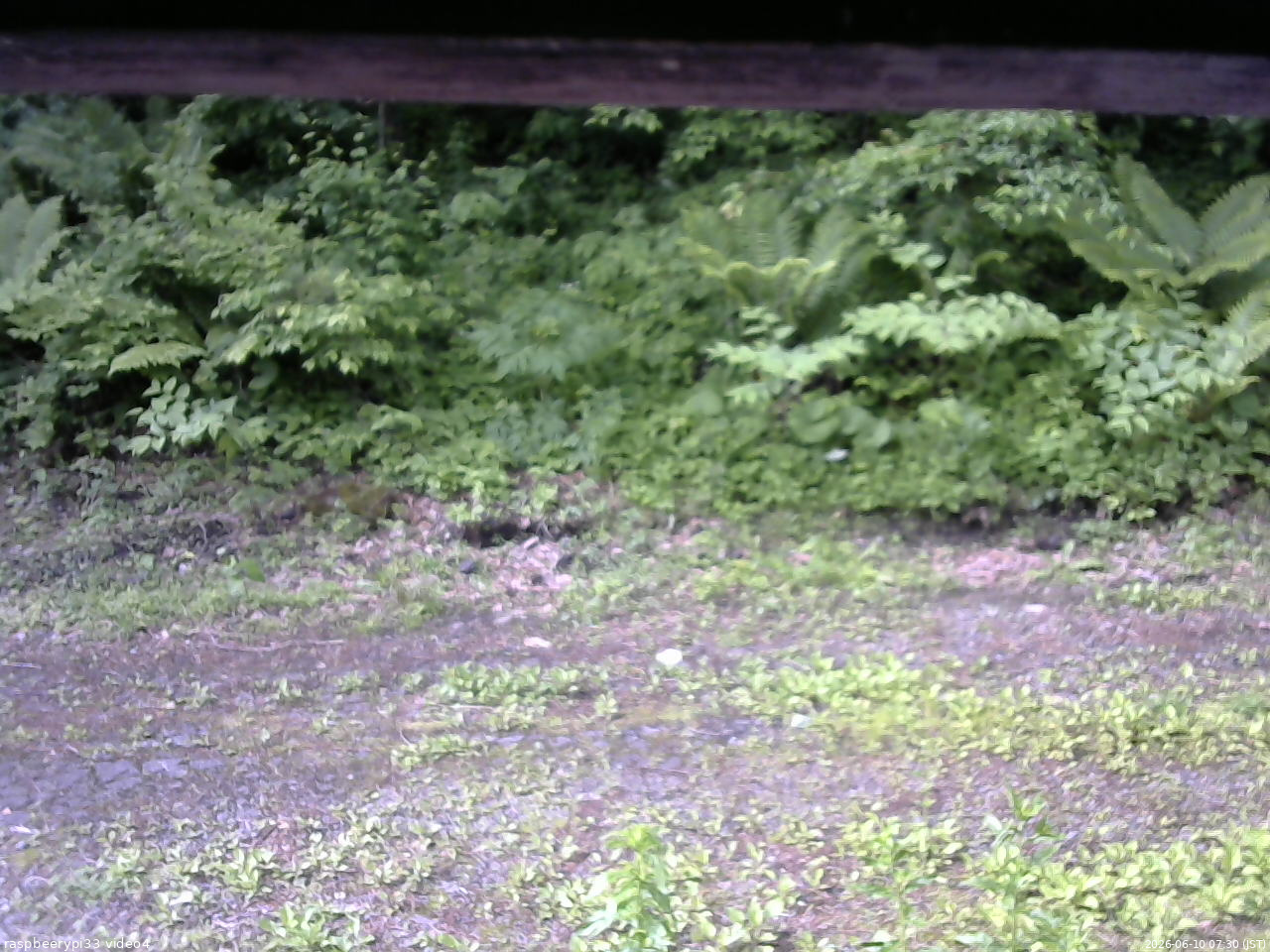 長野県菅平高原 ゆたか山荘 東側(坂下) 2026/06/10 07:30