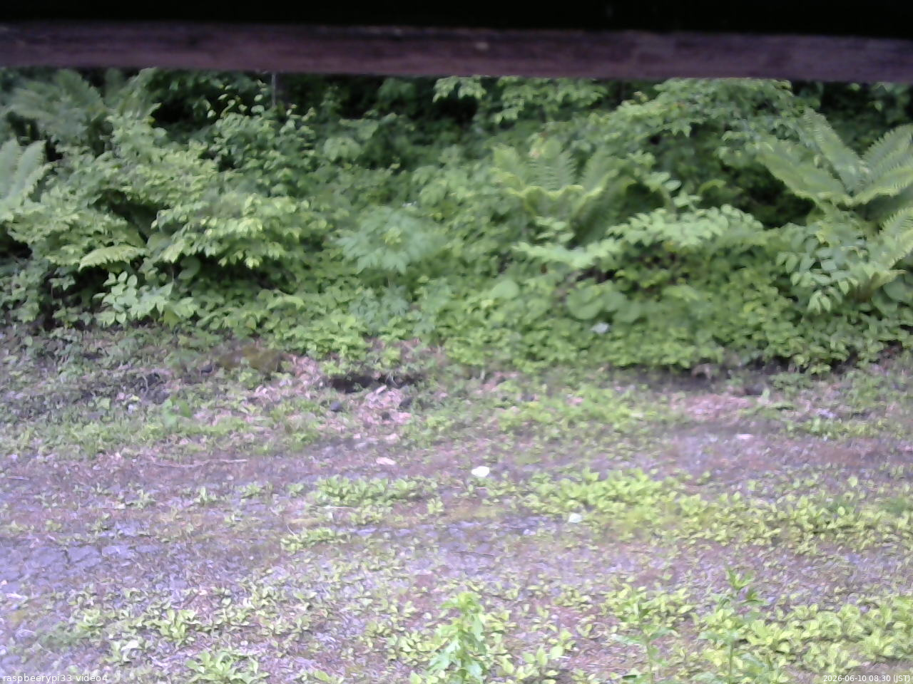 長野県菅平高原 ゆたか山荘 東側(坂下) 2026/06/10 08:30