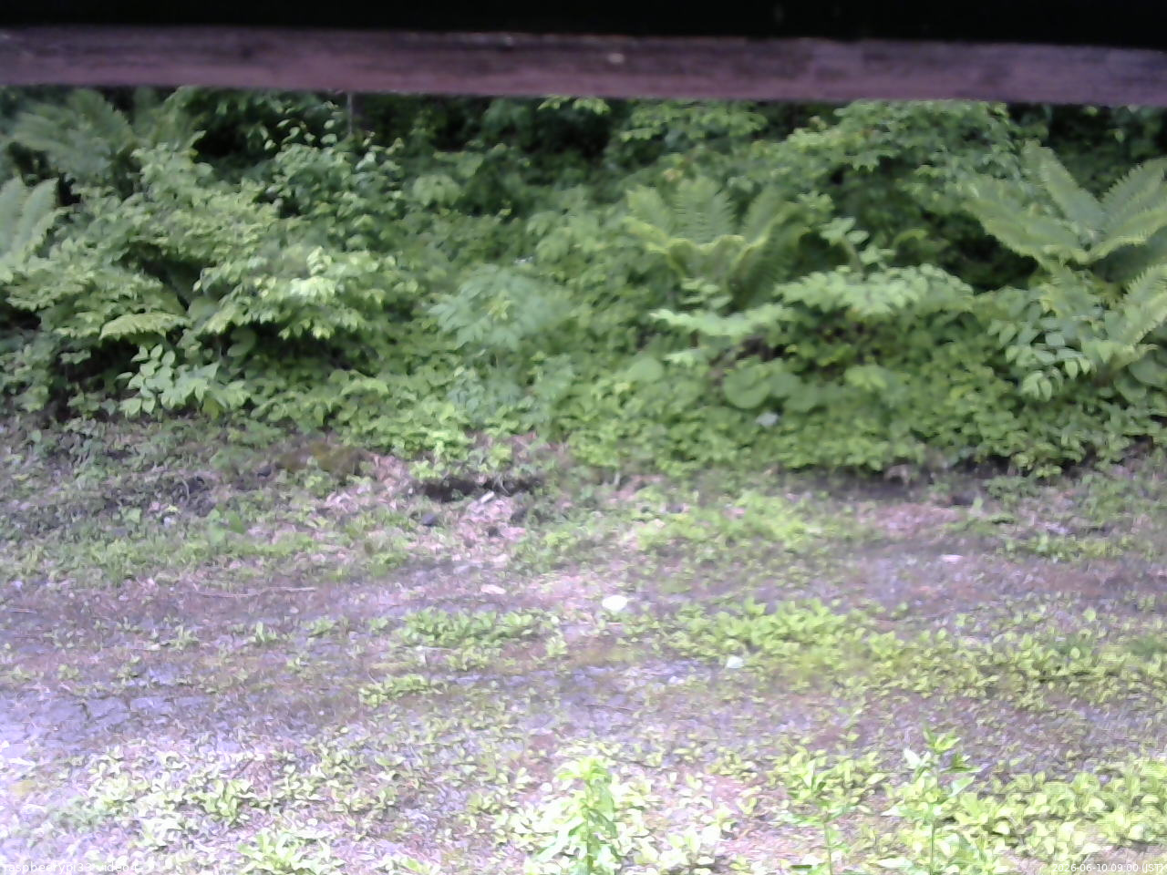 長野県菅平高原 ゆたか山荘 東側(坂下) 2026/06/10 09:00