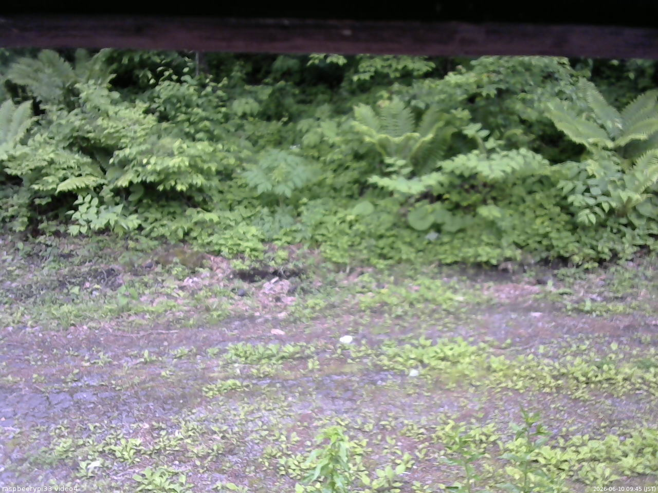 長野県菅平高原 ゆたか山荘 東側(坂下) 2026/06/10 09:45