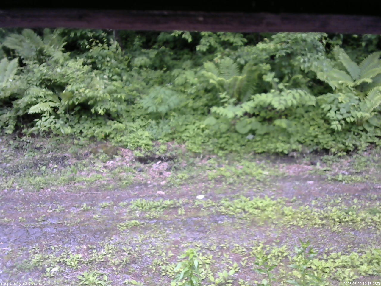 長野県菅平高原 ゆたか山荘 東側(坂下) 2026/06/10 10:15