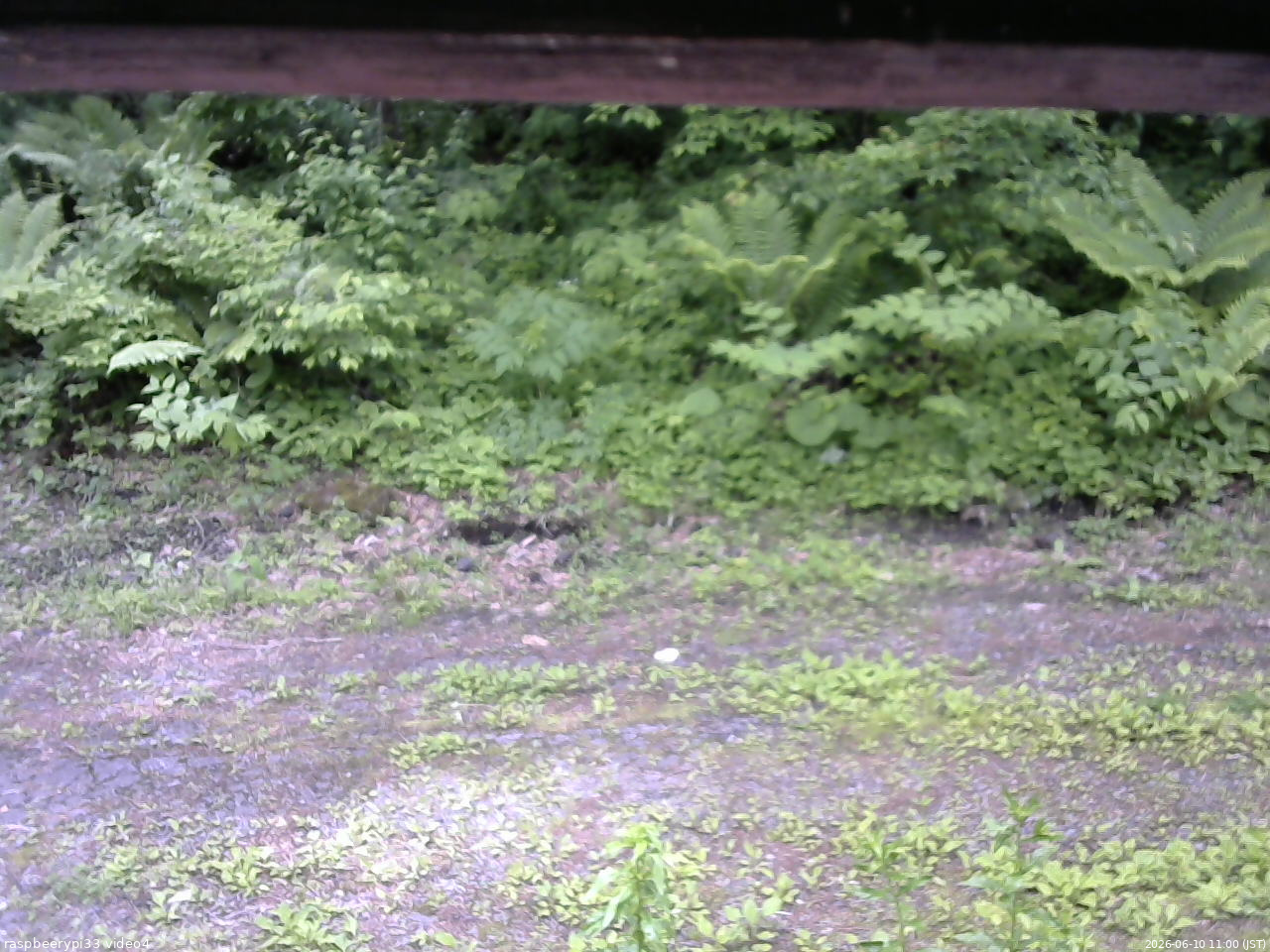 長野県菅平高原 ゆたか山荘 東側(坂下) 2026/06/10 11:00
