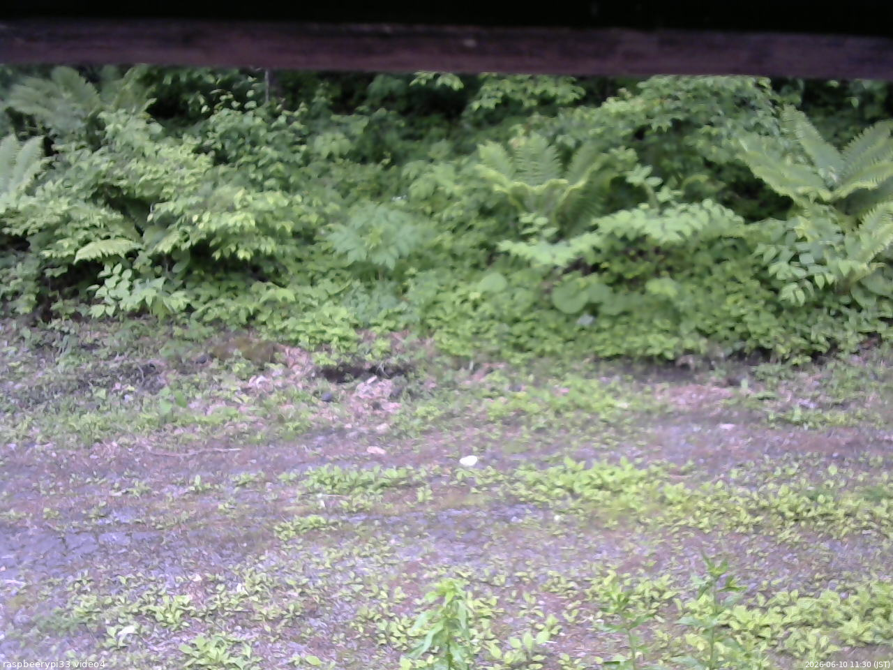 長野県菅平高原 ゆたか山荘 東側(坂下) 2026/06/10 11:30