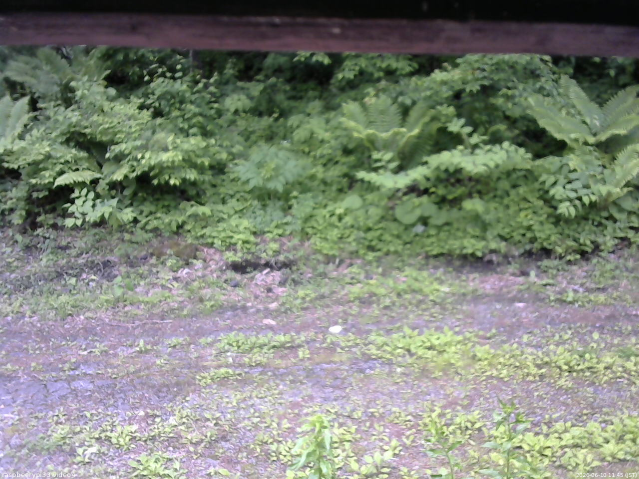 長野県菅平高原 ゆたか山荘 東側(坂下) 2026/06/10 11:45