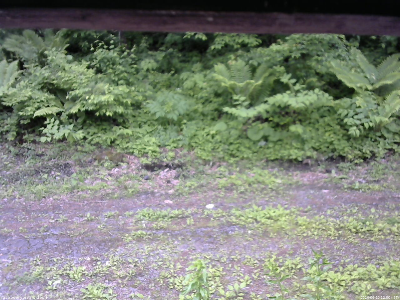 長野県菅平高原 ゆたか山荘 東側(坂下) 2026/06/10 12:00
