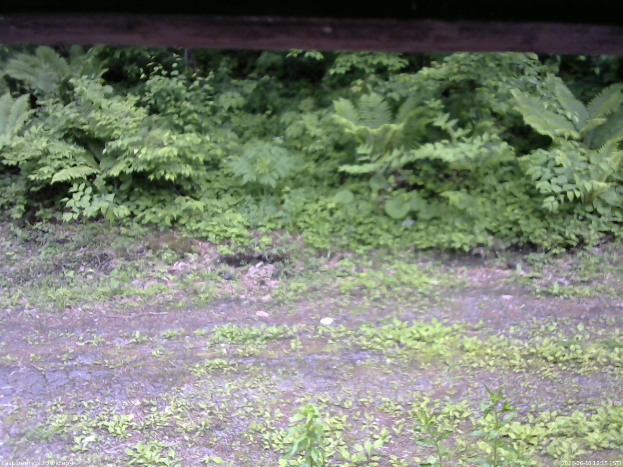長野県菅平高原 ゆたか山荘 東側(坂下) 2026/06/10 12:15