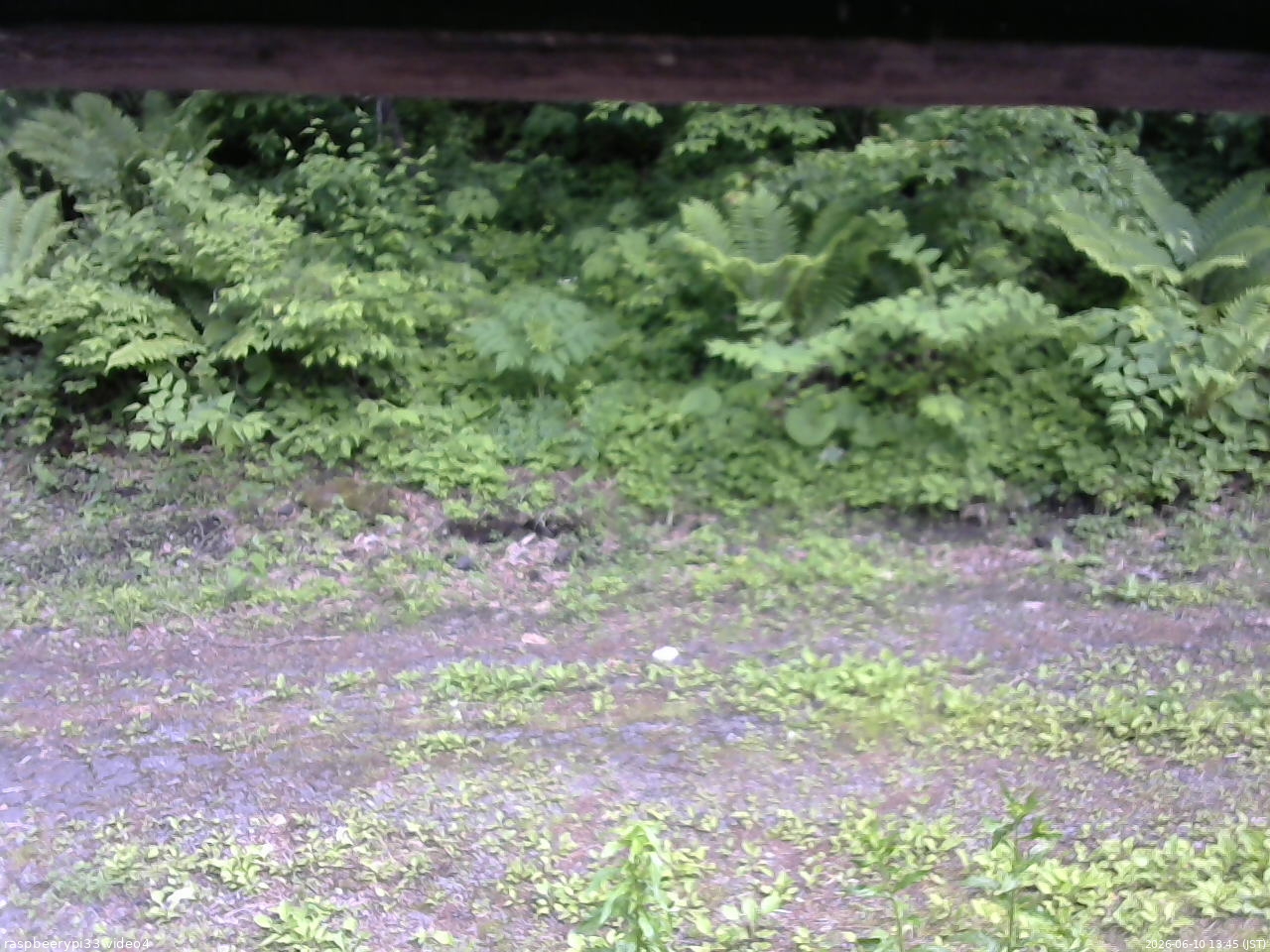 長野県菅平高原 ゆたか山荘 東側(坂下) 2026/06/10 13:45