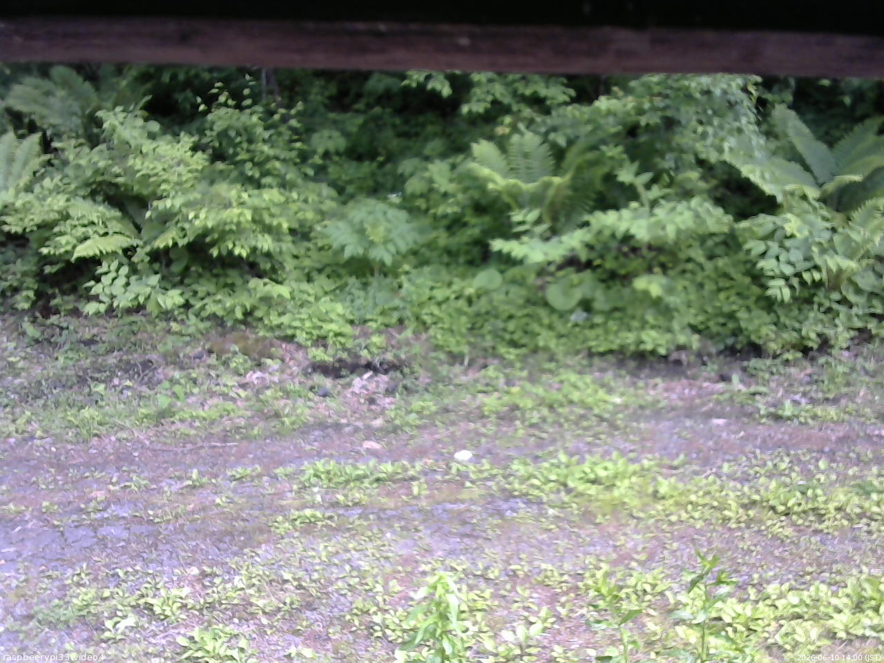 長野県菅平高原 ゆたか山荘 東側(坂下) 2026/06/10 14:00