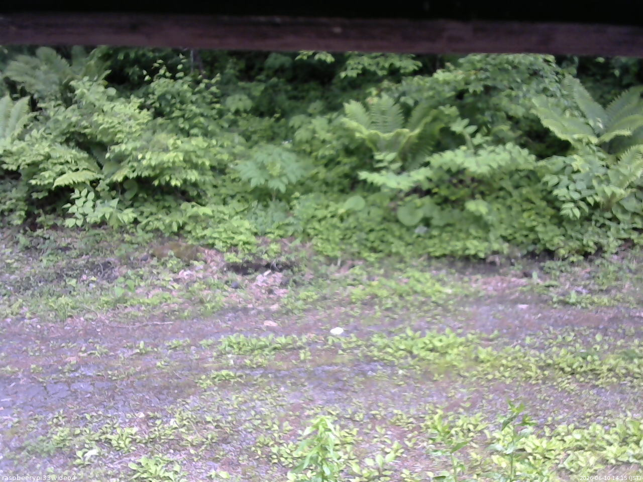 長野県菅平高原 ゆたか山荘 東側(坂下) 2026/06/10 14:15