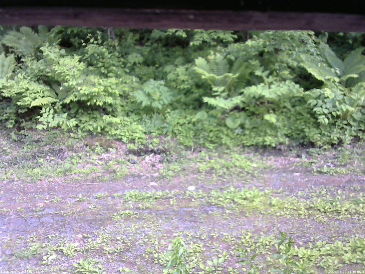 長野県菅平高原 ゆたか山荘 東側(坂下) 2026/06/10 14:45