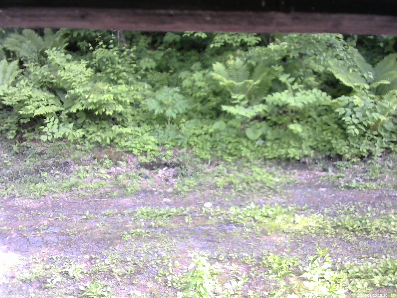 長野県菅平高原 ゆたか山荘 東側(坂下) 2026/06/10 15:30