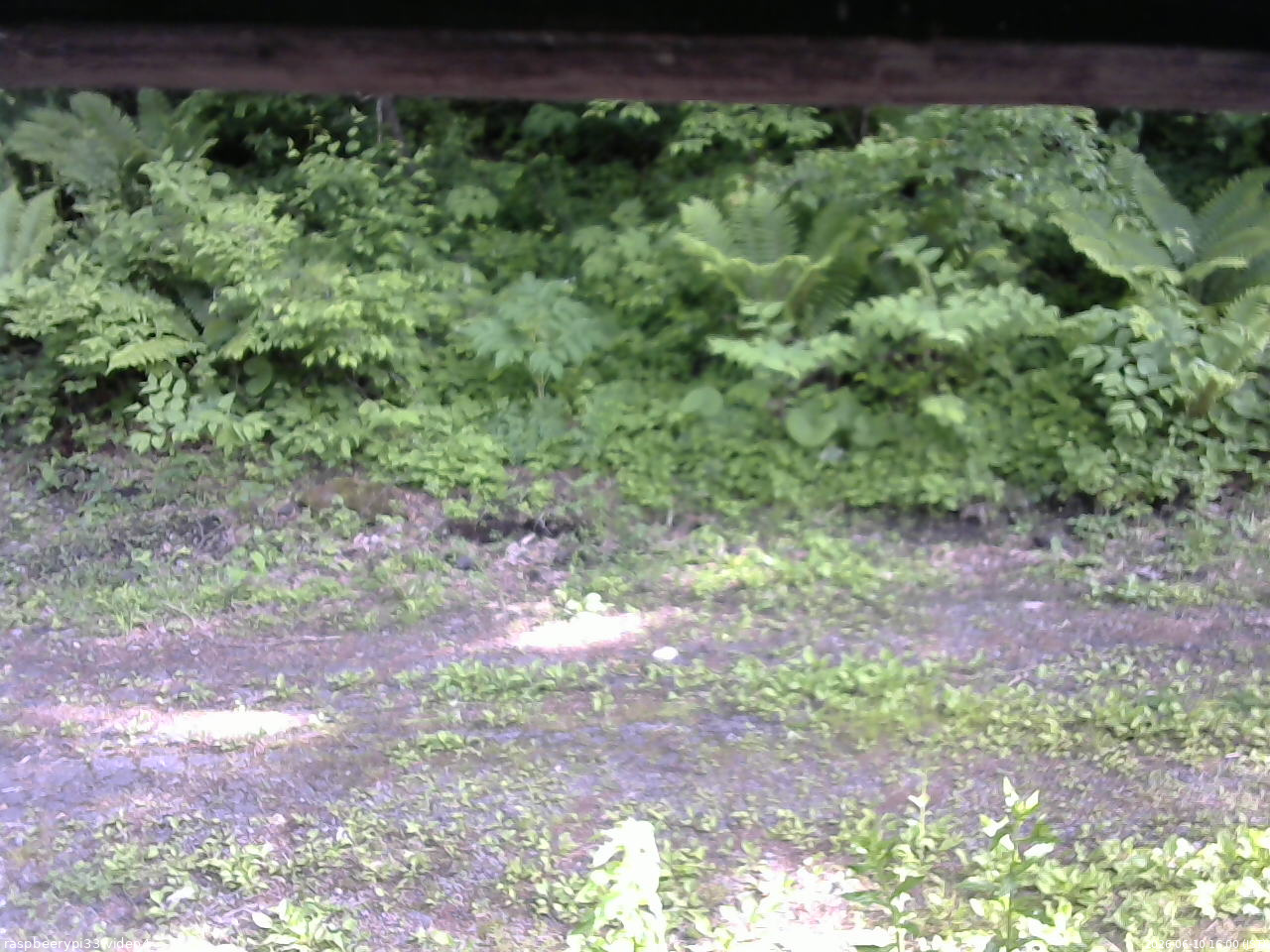 長野県菅平高原 ゆたか山荘 東側(坂下) 2026/06/10 16:00
