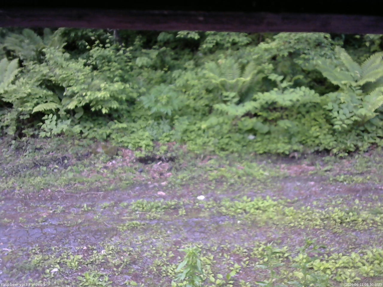 長野県菅平高原 ゆたか山荘 東側(坂下) 2026/06/11 05:30