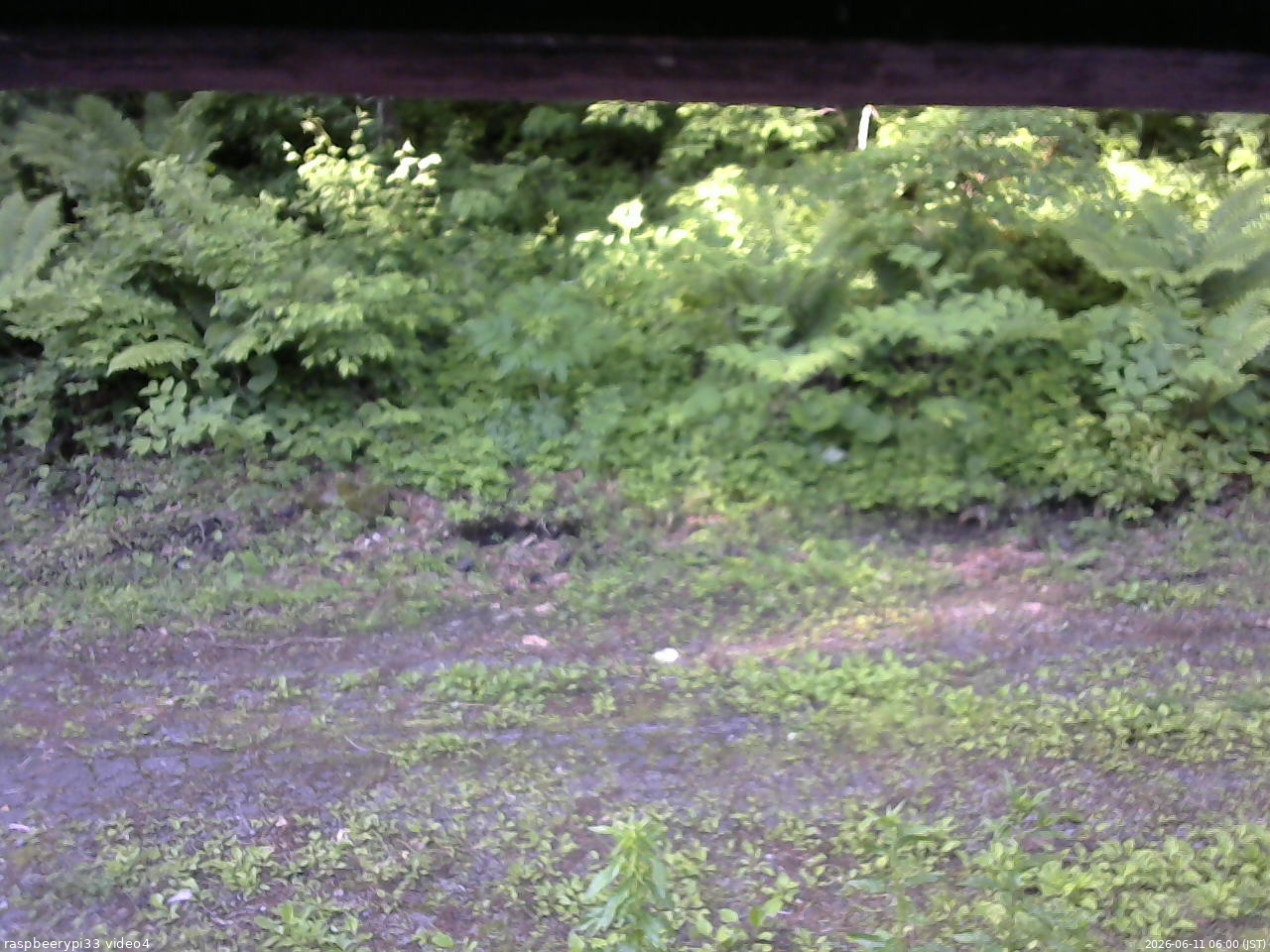 長野県菅平高原 ゆたか山荘 東側(坂下) 2026/06/11 06:00