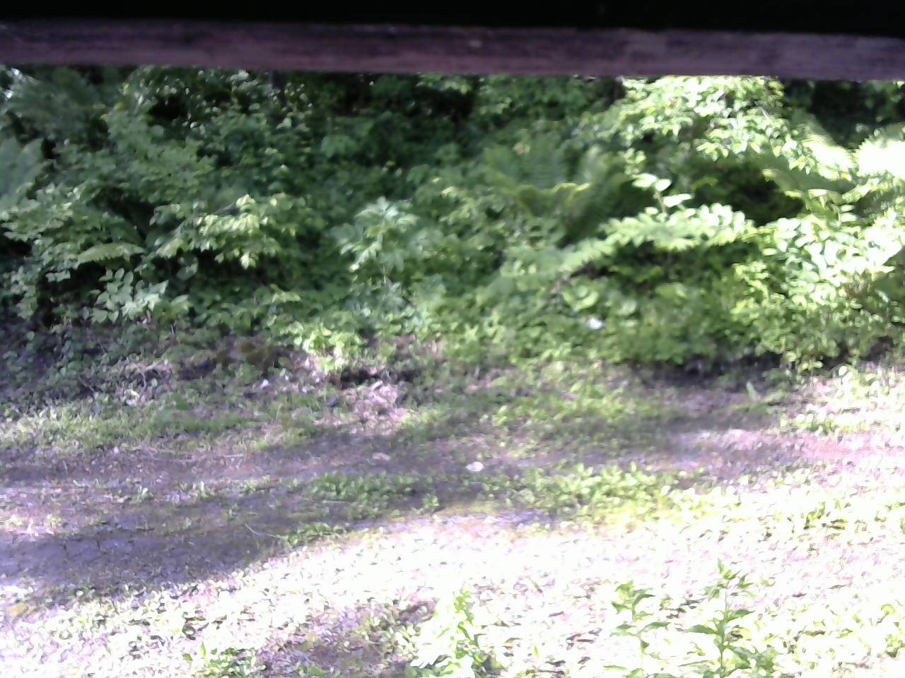 長野県菅平高原 ゆたか山荘 東側(坂下) 2026/06/11 07:00