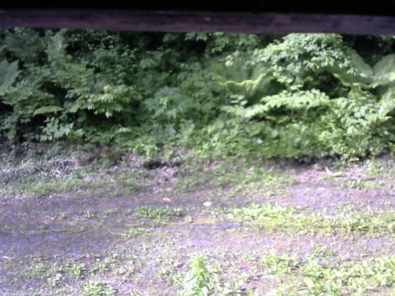 長野県菅平高原 ゆたか山荘 東側(坂下) 2026/06/11 07:15