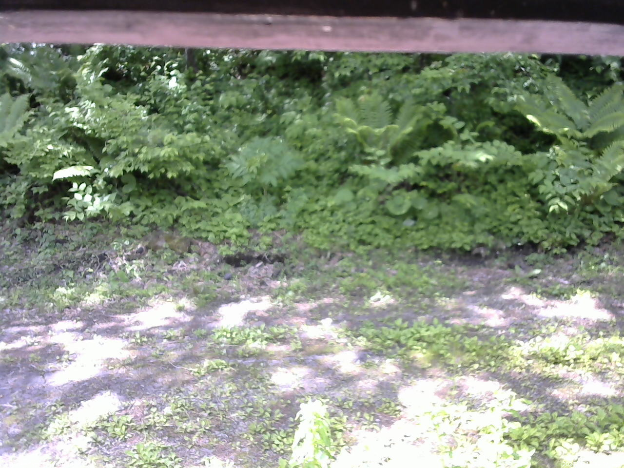 長野県菅平高原 ゆたか山荘 東側(坂下) 2026/06/11 09:30