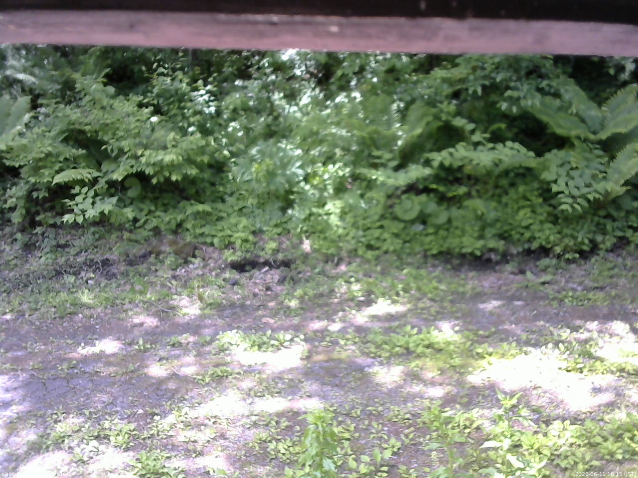 長野県菅平高原 ゆたか山荘 東側(坂下) 2026/06/11 10:15