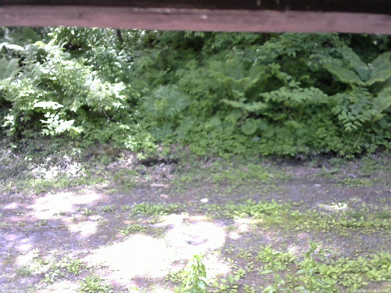 長野県菅平高原 ゆたか山荘 東側(坂下) 2026/06/11 11:00