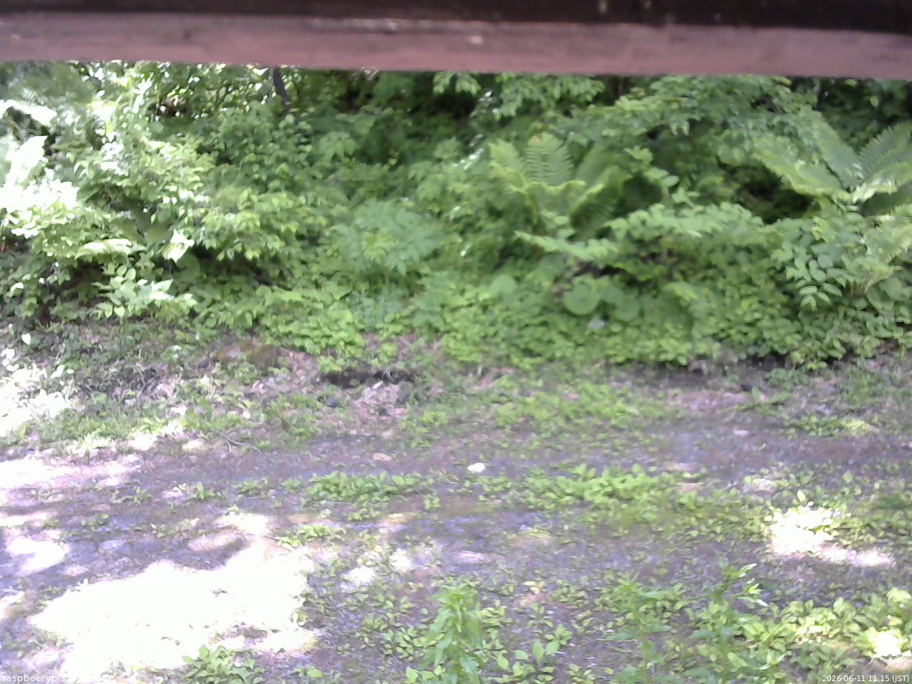 長野県菅平高原 ゆたか山荘 東側(坂下) 2026/06/11 11:15