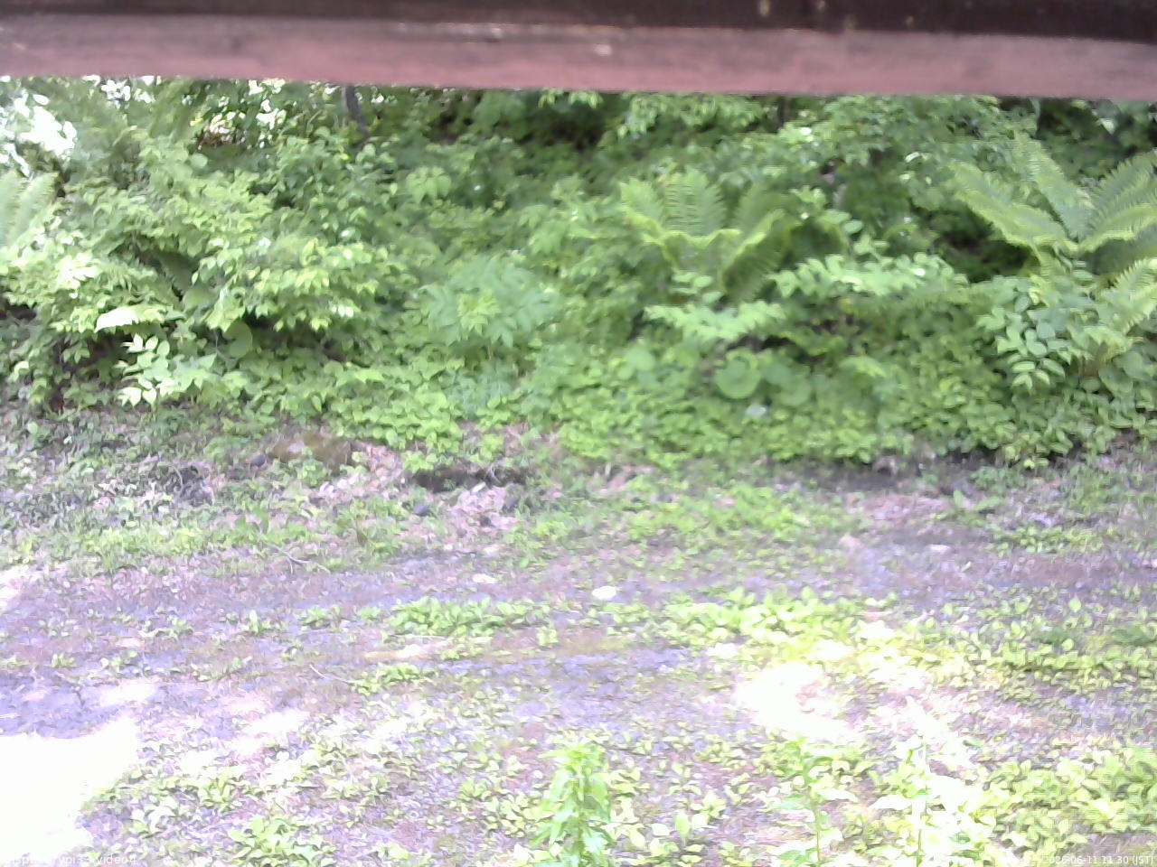 長野県菅平高原 ゆたか山荘 東側(坂下) 2026/06/11 11:30