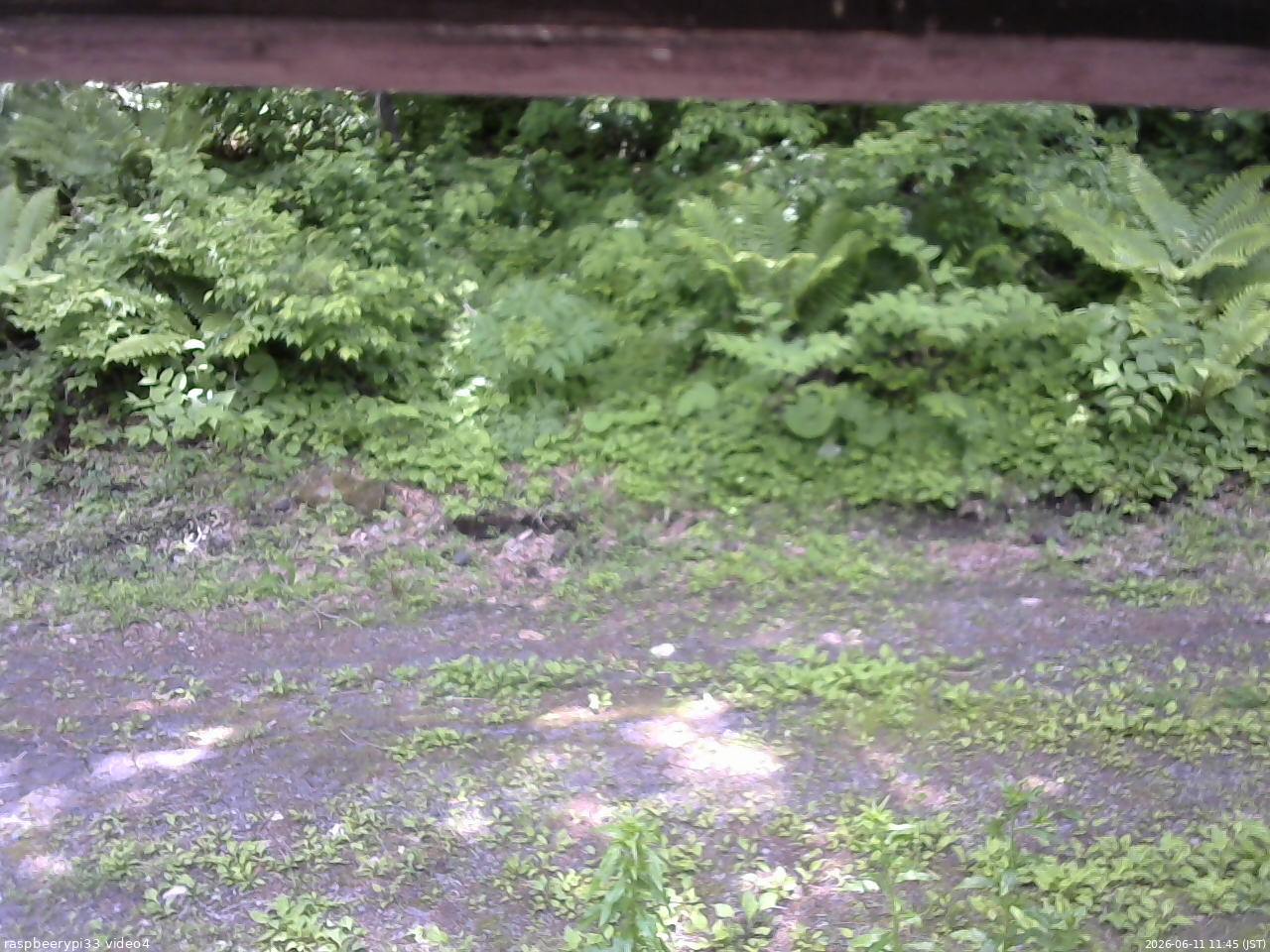 長野県菅平高原 ゆたか山荘 東側(坂下) 2026/06/11 11:45