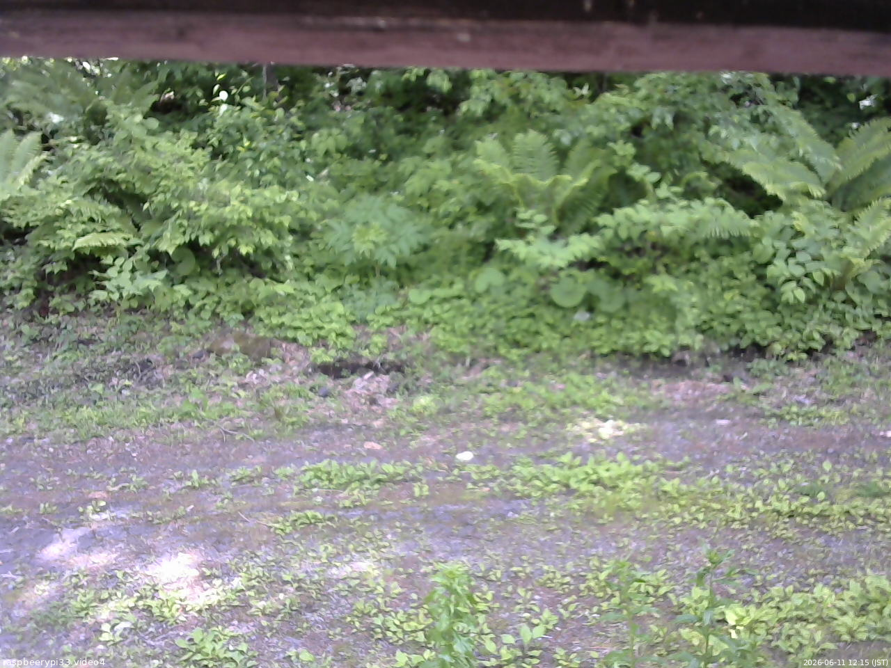 長野県菅平高原 ゆたか山荘 東側(坂下) 2026/06/11 12:15
