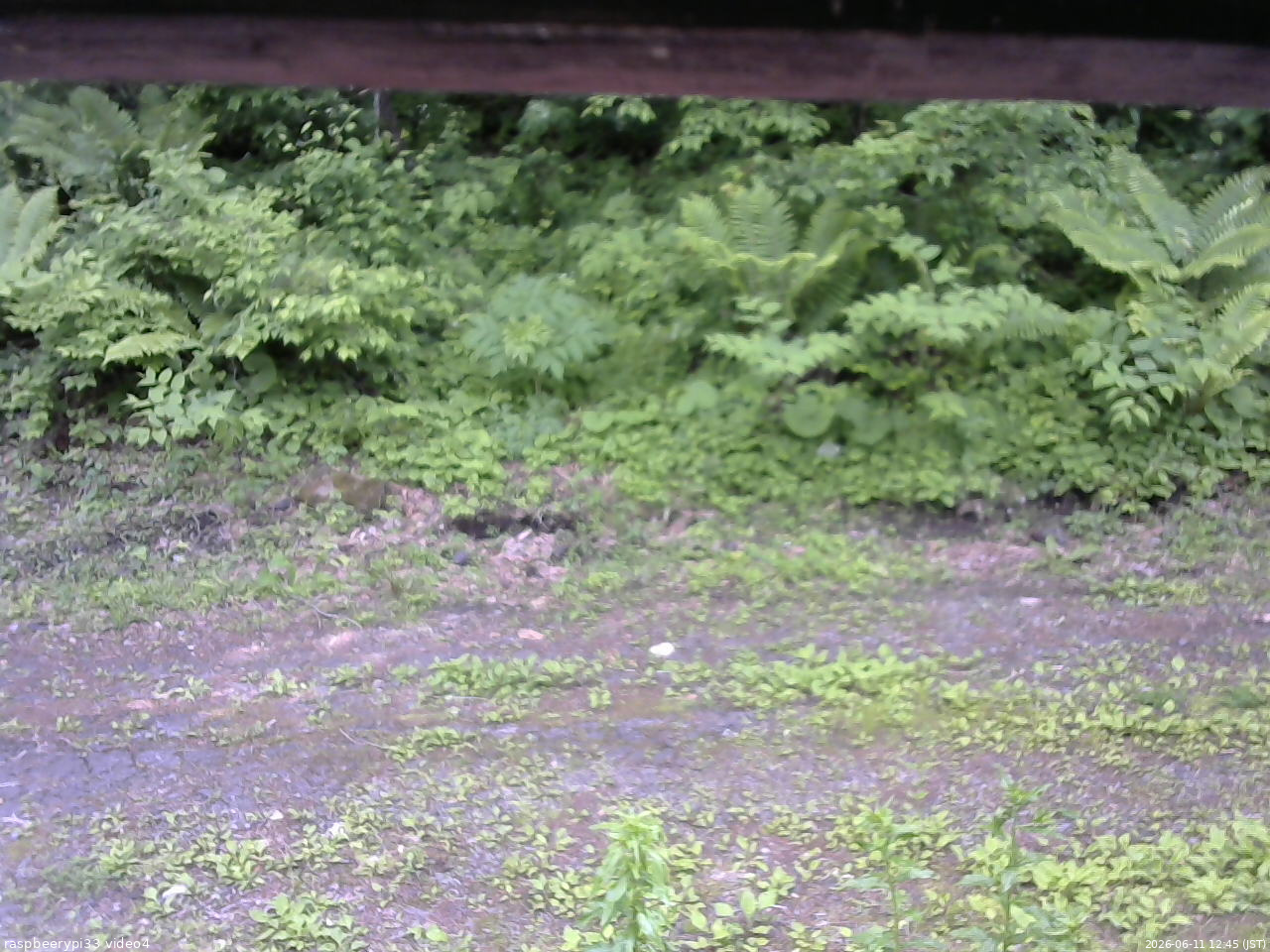 長野県菅平高原 ゆたか山荘 東側(坂下) 2026/06/11 12:45