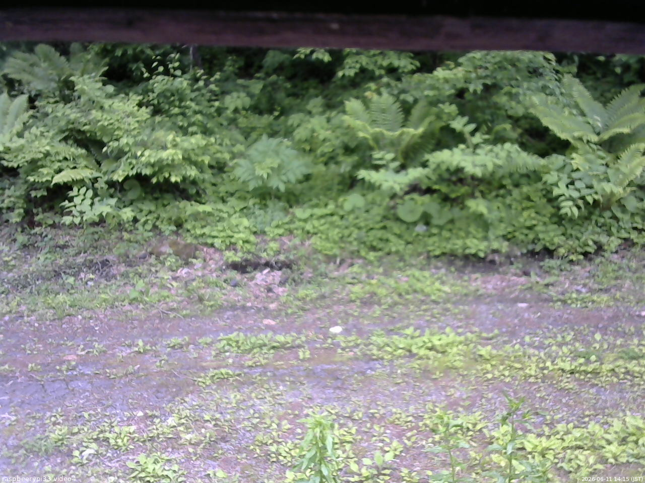 長野県菅平高原 ゆたか山荘 東側(坂下) 2026/06/11 14:15