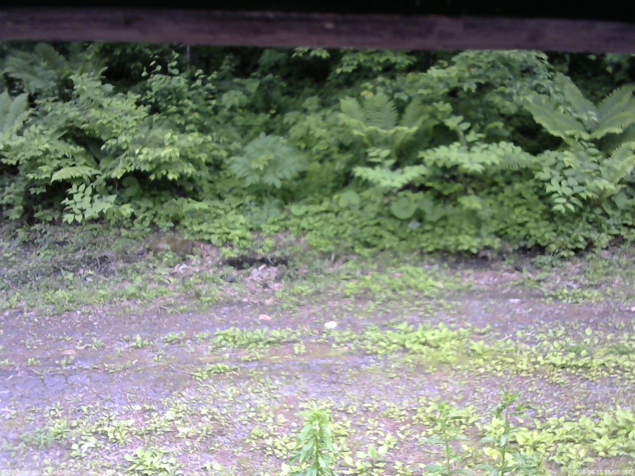 長野県菅平高原 ゆたか山荘 東側(坂下) 2026/06/11 15:00