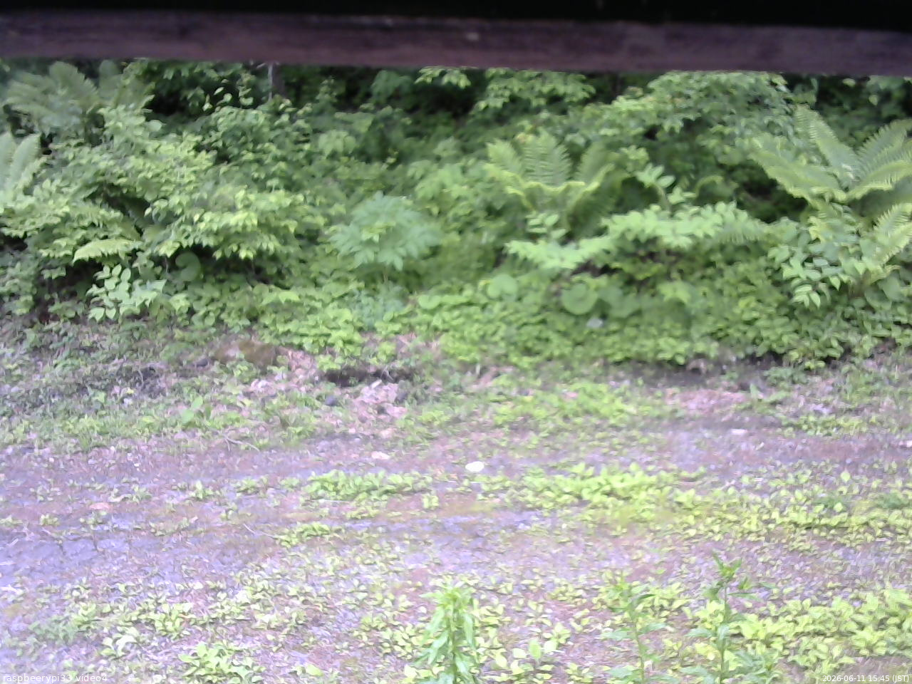 長野県菅平高原 ゆたか山荘 東側(坂下) 2026/06/11 15:45