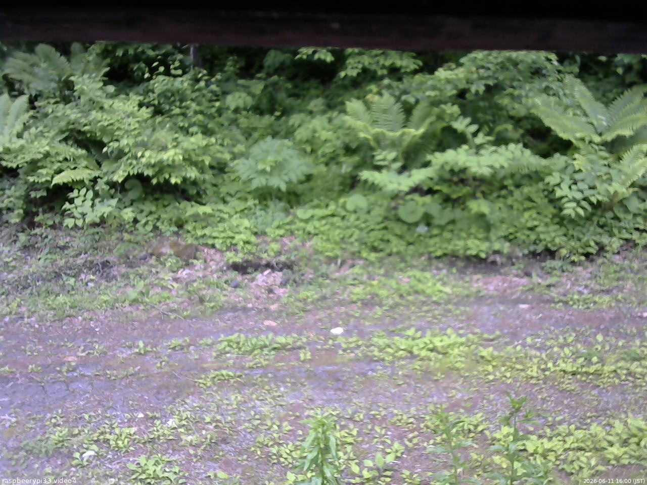 長野県菅平高原 ゆたか山荘 東側(坂下) 2026/06/11 16:00