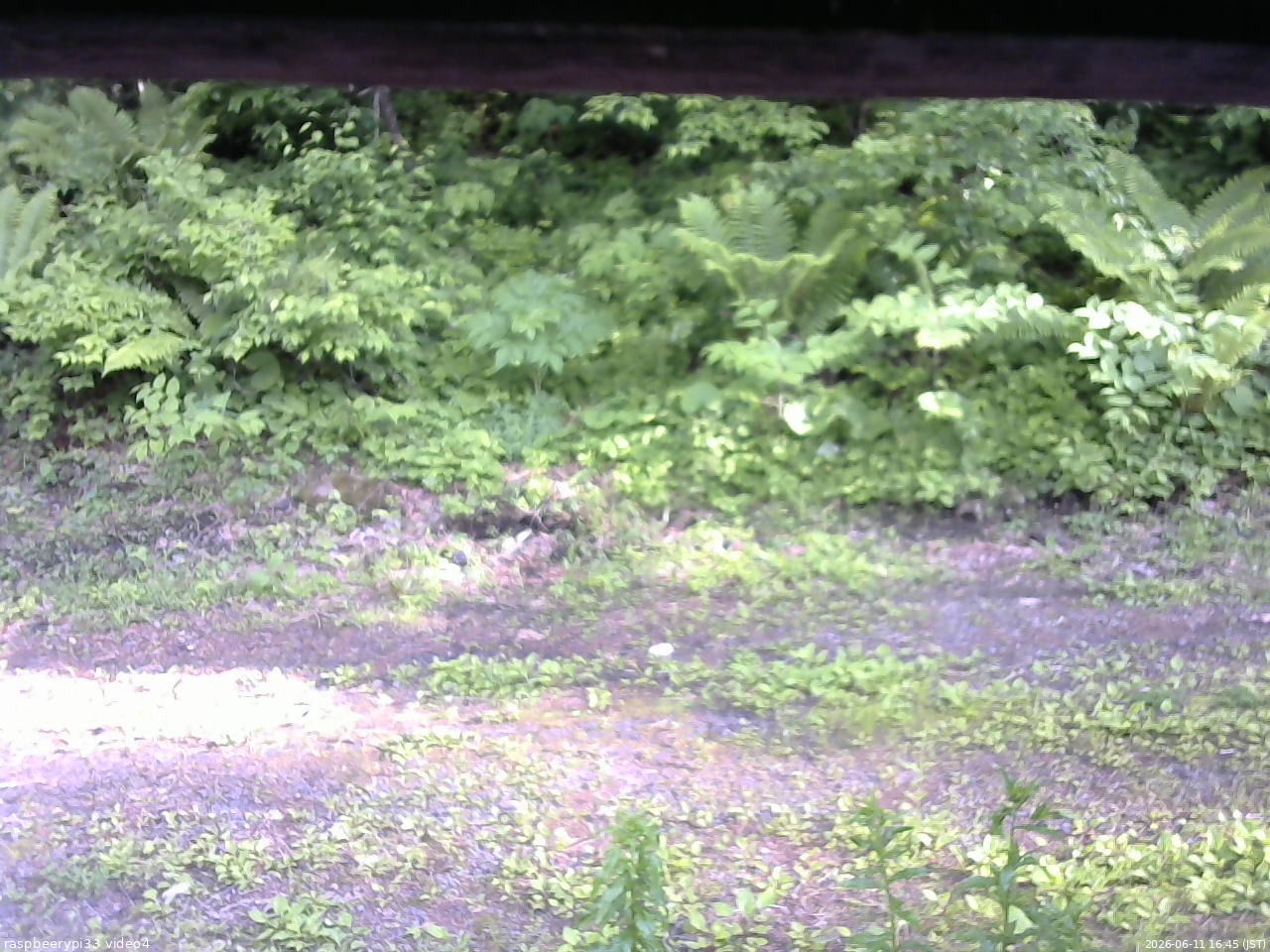 長野県菅平高原 ゆたか山荘 東側(坂下) 2026/06/11 16:45